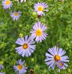 Herfstaster, Volle zon, Vaste plant, Herfst, Ophalen