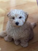 F1 Maltipoo pup, Dieren en Toebehoren, Honden | Chihuahua's en Gezelschapshonden, 15 weken tot 1 jaar, Eén hond, Nederland, Particulier