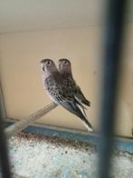 4 bourks poppen, Dieren en Toebehoren, Vogels | Parkieten en Papegaaien, Vrouwelijk, Parkiet