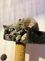 4 prachtige Selkirk Rex x Britse korthaar kittens te koop, Dieren en Toebehoren, Poes, Gechipt