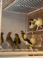 Fiorino, Dieren en Toebehoren, Vogels | Kanaries, Meerdere dieren