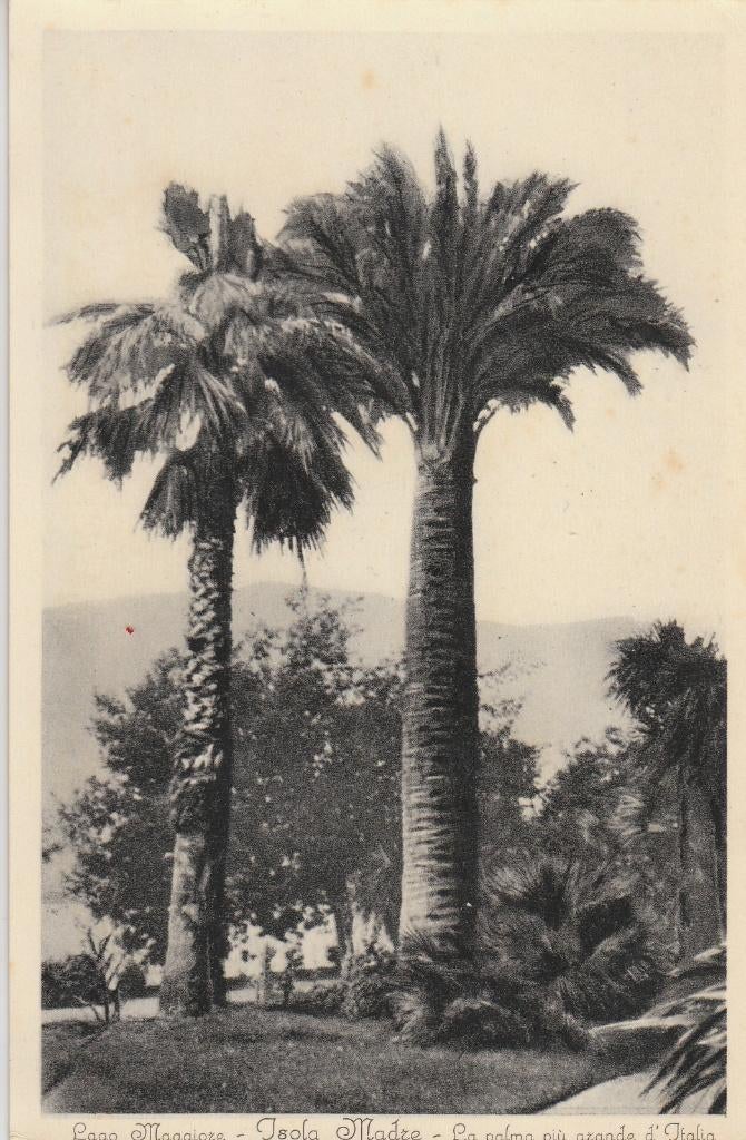 P874 oude ansichtkaart Italie lago maggiore rond 1925, Ophalen of Verzenden, 1920 tot 1940, Ongelopen, Italië