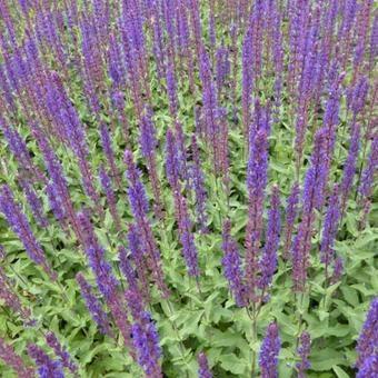 Salvia n Cardonna 48 stuk's, Tuin en Terras, Planten | Tuinplanten, Overige soorten, Volle zon, Zomer, Ophalen