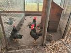 Ancona kriel, Dieren en Toebehoren, Meerdere dieren, Kip