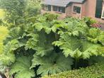 Gunnera manicata de enige echte grote gunnera ( mamoetblad ), Ophalen of Verzenden, Zomer, Overige soorten, Volle zon