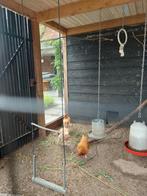 4 Kippen, Dieren en Toebehoren, Ophalen, Zo goed als nieuw, Overige typen