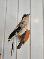 Opgezette Klapekster, Verzamelen, Dierenverzamelingen, Ophalen of Verzenden, Gebruikt, Vogel, Opgezet dier