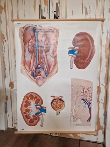Anatomische Wandplaat Nieren - Compleet met Boekje! beschikbaar voor biedingen