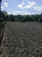 Rustige kleinschalige pensionstalling Wijchen nabij Nijmegen, Dieren en Toebehoren, Stalling en Weidegang, Weidegang, 1 paard of pony