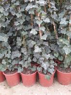 Hedera hybernica  klimplant, Overige soorten, Ophalen, 100 tot 250 cm