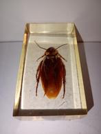 insect in epoxy hars 24, Ophalen of Verzenden, Nieuw, Insect, Opgezet dier