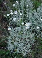 Cerastium Biebersteinii | Zilverkruid | Chemievrij | P9, Bodembedekkers, Volle zon, Vaste plant, Ophalen of Verzenden