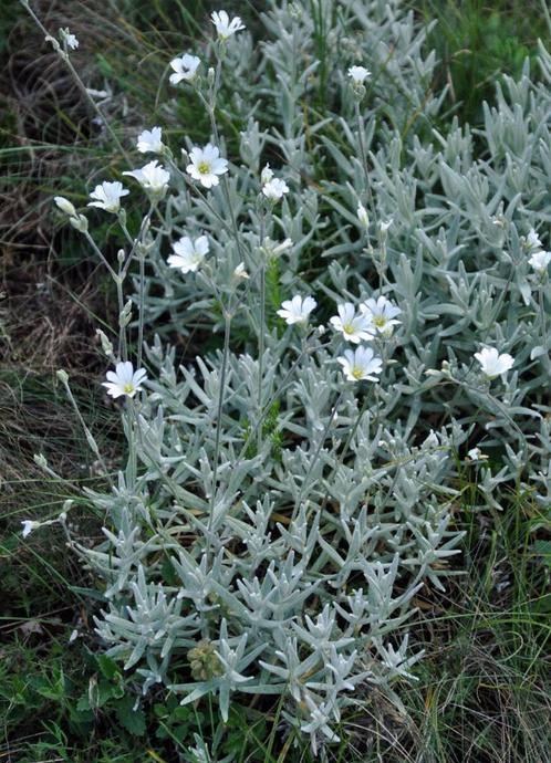 Cerastium Biebersteinii | Zilverkruid | Chemievrij | P9, Tuin en Terras, Planten | Tuinplanten, Vaste plant, Bodembedekkers, Volle zon