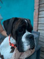 Uw hond uitlaten, Diensten en Vakmensen, Dieren | Honden | Verzorging, Oppas en Les