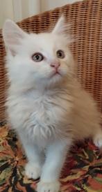 1 Crème zilver katertje / 1 Red zilver katertje beschikbaar, Dieren en Toebehoren, Katten en Kittens | Raskatten | Langhaar, Meerdere dieren