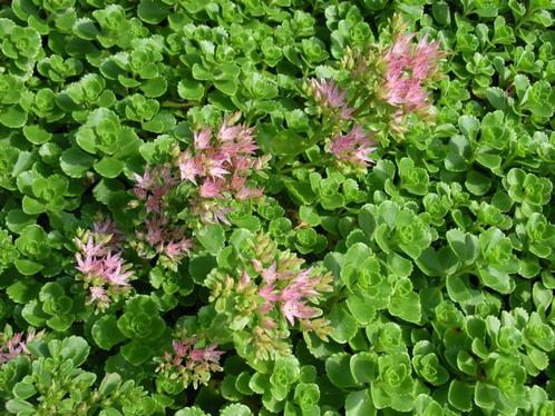 Roze vetkruid, Tuin en Terras, Planten | Tuinplanten, Vaste plant, Bodembedekkers, Volle zon, Zomer, Ophalen