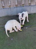 Bully XL Pups, 8 tot 15 weken, Teef, Bulldog, Meerdere