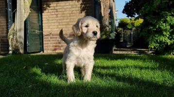 Super mooie labradoodles  beschikbaar voor biedingen