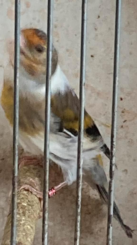 Bastaard putter, Dieren en Toebehoren, Vogels | Overige Vogels, Wildzangvogel, Mannelijk, Geringd