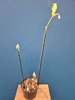 Orchidee Calanthe rubens p15 (1), Huis en Inrichting, Kamerplanten, Ophalen of Verzenden, Halfschaduw, Minder dan 100 cm