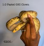 1.0 Pastel GHI Clown 2022, Slang, 3 tot 6 jaar