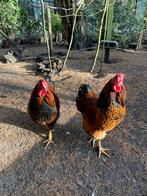 Jonge Wyandotte-haantjes, gratis af te halen, Dieren en Toebehoren, Pluimvee, Mannelijk, Kip