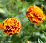 Uit de biologische moestuin: Afrikaantjes, zaden., Ophalen of Verzenden, Voorjaar, Halfschaduw, Zaad