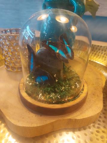  Stolp met opgezette vlinders en edelsteen beschikbaar voor biedingen