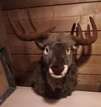 Rendier kop wanddecoratie 50 cm. Nampook. Nieuw., Ophalen of Verzenden, Nieuw