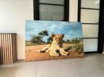 Jonge leeuw, Canvas, 160x105cm, Huis en Inrichting, Woonaccessoires | Schilderijen, Tekeningen en Foto's, Schilderij, Ophalen of Verzenden