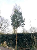 Eucalyptus Boom - Zelf uitgraven, Tuin en Terras, Bloeit niet, Overige soorten, 400 cm of meer, Ophalen