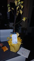 Betula Pendula (Berk) - Jonge Boom in Pot, Ophalen