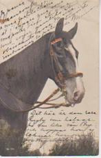 Mooi paardenhoofd uit Zweden. 15-04, Verzamelen, Ansichtkaarten | Dieren, Paard, Gelopen, Ophalen, Voor 1920