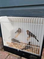 roodmussen 1 man 3 poppen, Dieren en Toebehoren