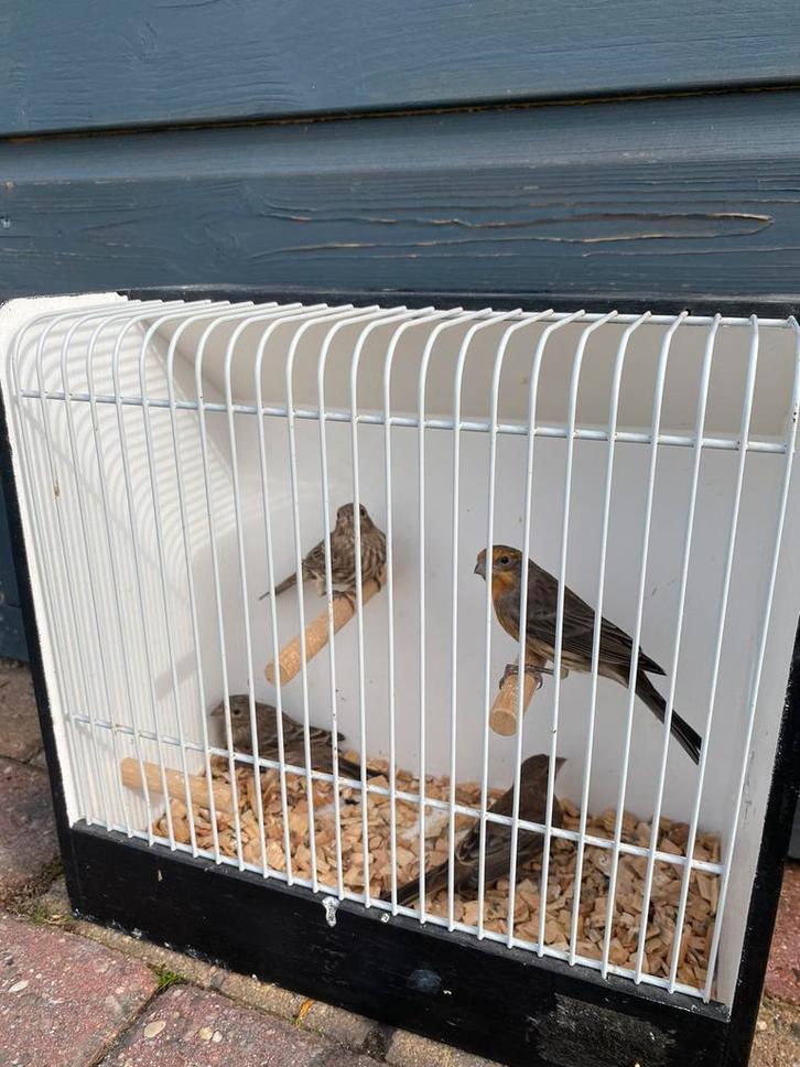 roodmussen 1 man 3 poppen, Dieren en Toebehoren, Vogels | Overige Vogels