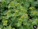15 plantjes Vrouwenmantel, Ophalen, Eenjarig, Groenteplanten, Volle zon