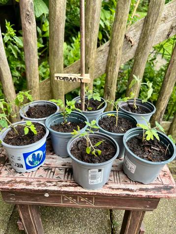 Biologische Tomatenplant. Uit eigen moestuin.Tomaat beschikbaar voor biedingen