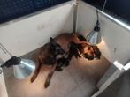 Mechelse herder pups geboren!, CDV (hondenziekte), Meerdere dieren, Eén hond, 3 tot 5 jaar