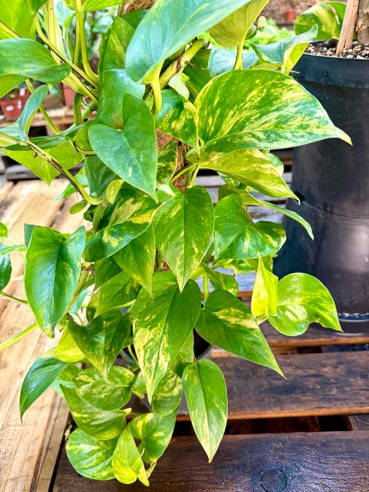 Epipremnum (Gouden Pothos) op mosstok, Huis en Inrichting, Kamerplanten, Ophalen of Verzenden