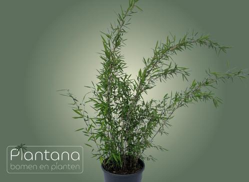 Bamboe - meerdere soorten, Tuin en Terras, Planten | Struiken en Hagen, Struik, Bamboe, Minder dan 100 cm, Ophalen