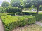 Buxus, Ophalen, Buxus, Haag, Minder dan 100 cm