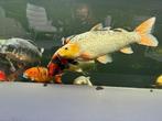 Mooie karpers, Vis