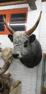 Stier trofee Hongaars stepperund opgezet, Ophalen of Verzenden, Nieuw