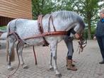 Prachtig bruin LeatherTech enkelspan tuig full, Dieren en Toebehoren, Paarden en Pony's | Hoofdstellen en Tuigage, Ophalen of Verzenden