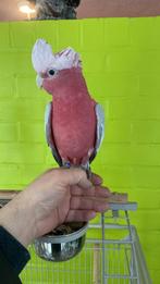 Handtamme Split Lutino Rose Kakatoe Man met DNA, Dieren en Toebehoren, Vogels | Parkieten en Papegaaien, Papegaai, Mannelijk, Geringd