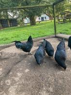 Jonge haan Ayam Cemani maart 2025, Dieren en Toebehoren, Mannelijk, Kip
