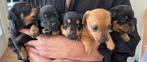 Jack Russell pups, Particulier, Rabiës (hondsdolheid), Meerdere, 8 tot 15 weken