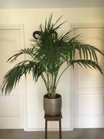 Grote Kentia Palm met Koperkleurige Pot, Huis en Inrichting, Kamerplanten, Palm, In pot, 150 tot 200 cm, Groene kamerplant