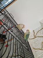 2 kopel agopornis parkiet  half tam, Dieren en Toebehoren, Vogels | Parkieten en Papegaaien, Mannelijk, Parkiet, Tam
