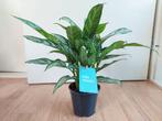 Aglaonema Silver Queen - Chinese Evergreen H: 40 cm., Ophalen, Overige soorten, Halfschaduw, Minder dan 100 cm